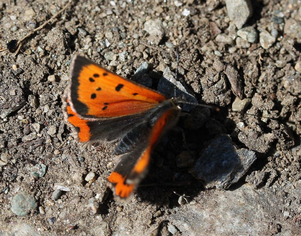 Lycaena phlaeas, corretto? S